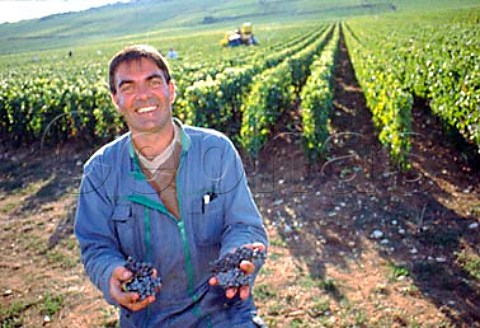 JeanLouis Raillard harvesting Pinot   Noir grapes in Les Malconsorts vineyard   which he farms for Moillard     VosneRomane Cte dOr France      Cte de Nuits