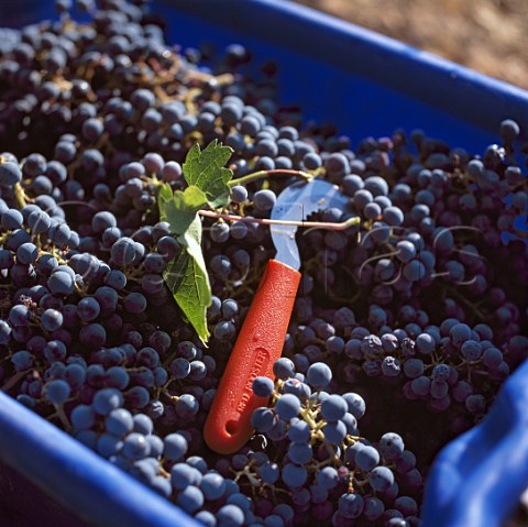 Harvested Cabernet Sauvignon grapes of   Grace Family Vineyard St Helena Napa Valley  California
