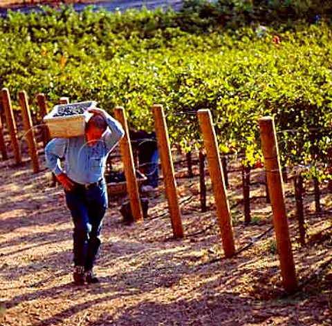 Harvesting Cabernet Sauvignon grapes of   Grace Family Vineyard St Helena Napa Valley  California