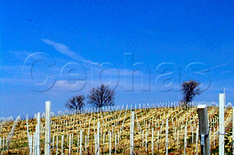 Vineyard of Scacciadiavoli in winter   Montefalco Umbria Italy