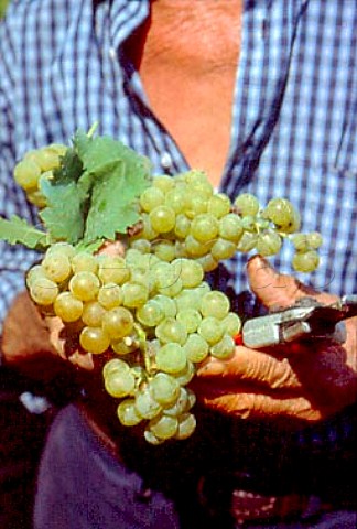 Moscato grape harvest of La Spinetta   Castagnole Lanze Piemonte Italy
