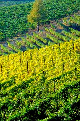 Cortese vineyards Gavi Piemonte   Italy