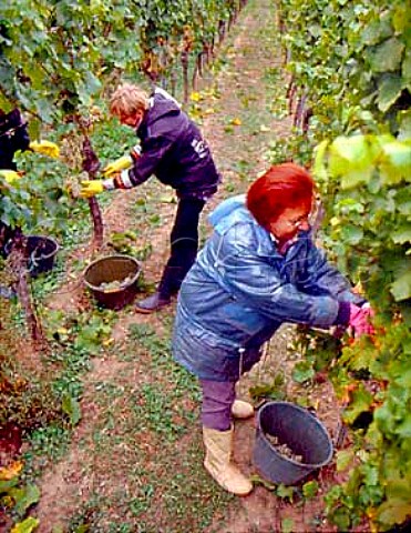 Polish workers harvesting riesling grapes in   Rechbchel Einzellage for Weingut Dr BrklinWolf   Wachenheim Pfalz Germany