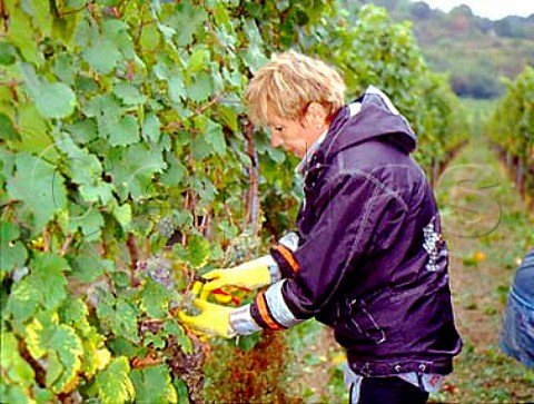 Polish worker harvesting riesling grapes in   Rechbchel Einzellage for Weingut Dr BrklinWolf   Wachenheim Pfalz Germany