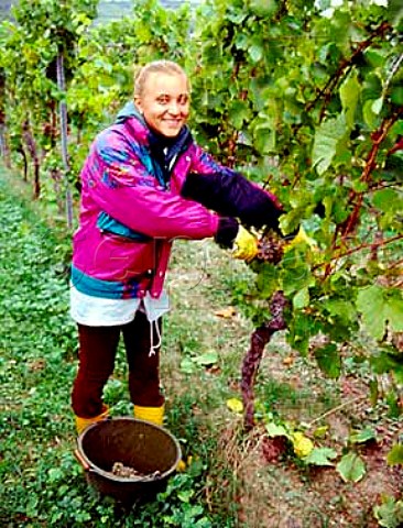 Polish worker harvesting riesling grapes in   Rechbchel Einzellage for Weingut Dr BrklinWolf   Wachenheim Pfalz Germany