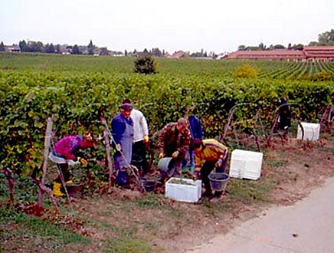 Polish workers harvesting riesling grapes in   Rechbchel Einzellage for Weingut Dr BrklinWolf   Wachenheim Pfalz Germany