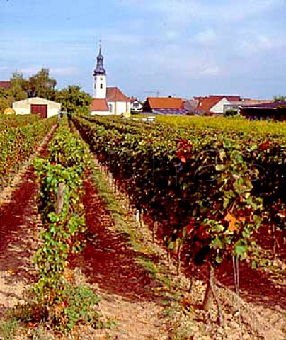 Vineyard and church at Niederkirchen Pfalz Germany