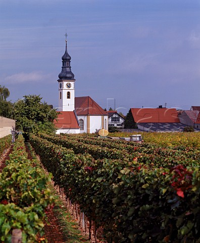 Vineyard and church at Niederkirchen Pfalz Germany