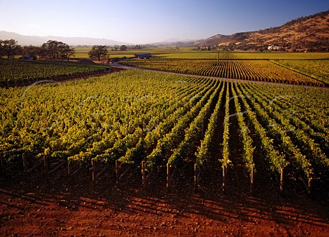 Rudd Estate vineyard Oakville Napa Valley California