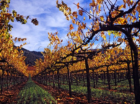 Autumnal Cabernet Sauvignon vineyard of Silver Oak   Cellars near Healdsburg Sonoma Co California    Alexander Valley AVA