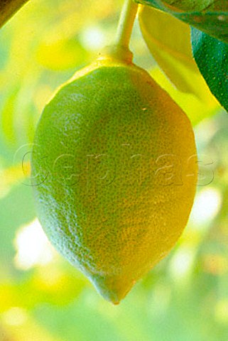 Lemon growing on tree