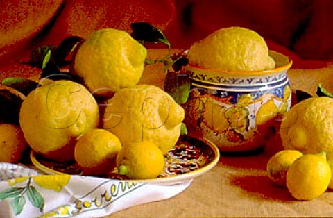 Lemons and cedri Sorrento Campania   Italy
