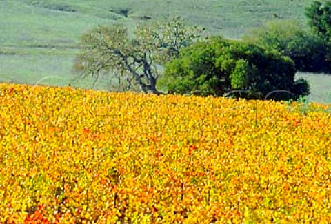 Autumnal Pinot Noir vineyard of Sanford   Buellton Santa Barbara Co California   Santa Rita Hills AVA    Santa Ynez Valley