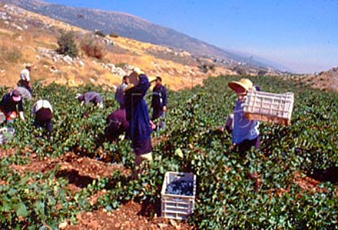 Harvesting in vineyard of   Chateau Kefraya at Kefraya in the   Bekaa Valley Lebanon