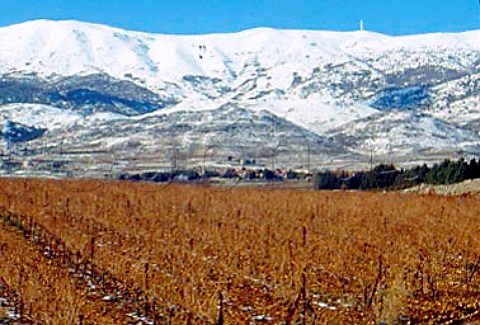 Snow in Khorbet Kanafer vineyard of   Chateau Ksara in the Bekaa Valley   Lebanon