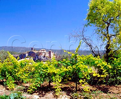 Small vineyard at Alquzar in the foothills of the   Pyrnes north of Barbastro Aragon Spain   DO Somontano