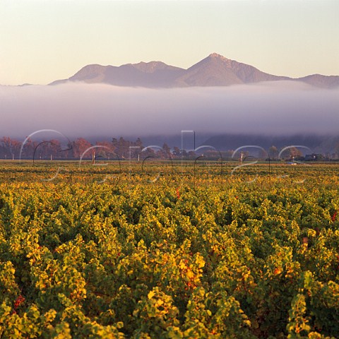 Morning mist over autumnal vineyards of Montana   with the Richmond Ranges beyond   Marlborough New Zealand