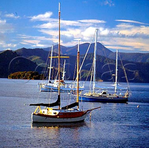 Yachts in Queen Charlotte Sound near Picton   Marlborough New Zealand