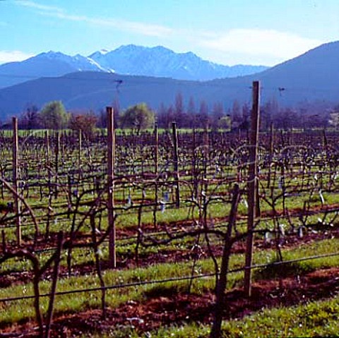 Winter in vineyards of Concha y Toro Pirque Chile   Maipo Valley