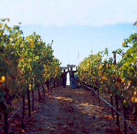 Harvesting Cabernet Sauvignon grapes in vineyard of   William Hill Winery Napa California
