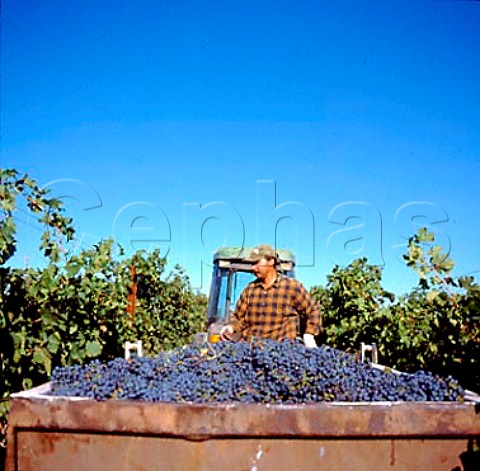 Harvest time in vineyard of Atlas Peak   Napa California    Atlas Peak AVA