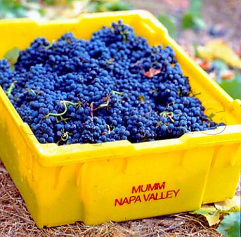 Crate of harvested Pinot Noir grapes for Mumm Cuve   Napa Napa California   Carneros AVA