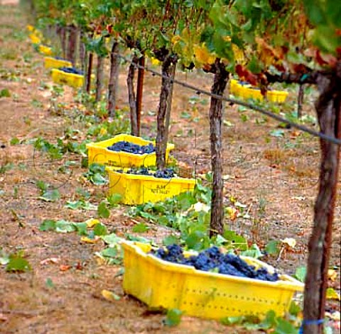 Crates of harvested Pinot Noir grapes in vineyard    of Mumm Napa California   Carneros AVA