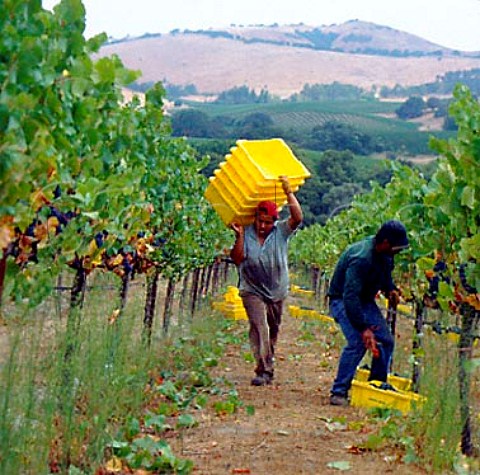 Harvesting Pinot Noir grapes in vineyard  of Mumm   Napa California   Carneros AVA