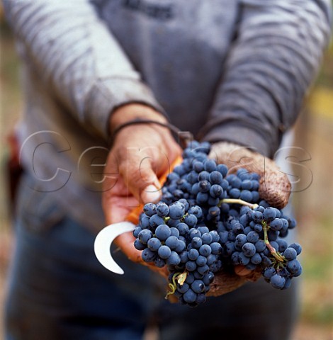 Hands holding bunches of harvested Pinot Noir grapes   in vineyard of Mumm Napa California     Carneros AVA