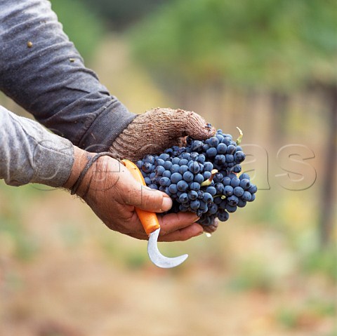 Picker holding bunches of harvested Pinot Noir grapes in vineyard of Mumm Napa California     Carneros AVA