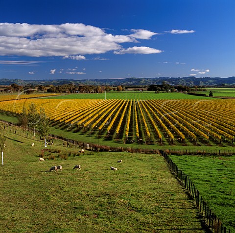 Tietjen Vineyard of TW Wines Gisborne New Zealand