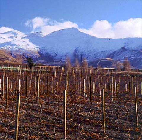 Winter in vineyard of Waitiri Creek in the   Gibbston Valley near Queenstown New Zealand  Central Otago