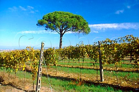 Sangiovese vineyard of La Spinetta   Giorgio Rivetti Casciana Terme  Tuscany Italy  Chianti Colline Pisane