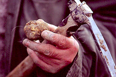 Truffle hunter with white truffle and   his zappino with which he digs them up  Monforte dAlba Piemonte Italy