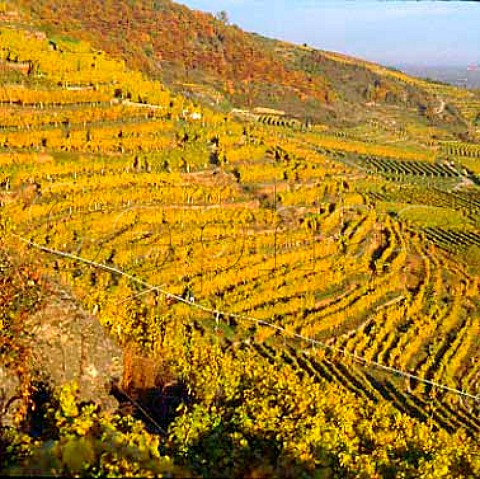 Terraces of the Loibenberg vineyard Unterloiben   Niedersterreich Austria Wachau