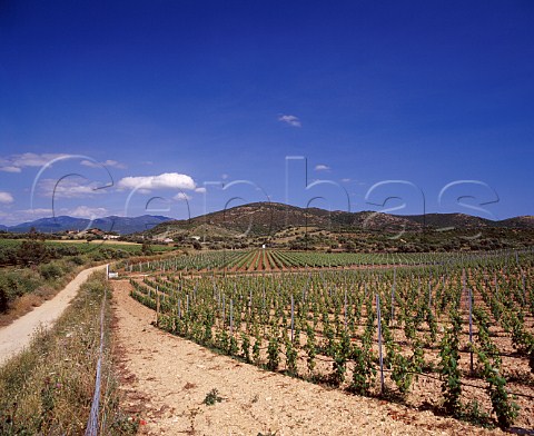 Vineyards of Vigneti Mauritania   Santadi Sardinia Italy