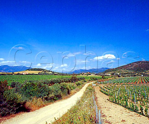 Vineyards of Vigneti Mauritania   Santadi Sardinia Italy