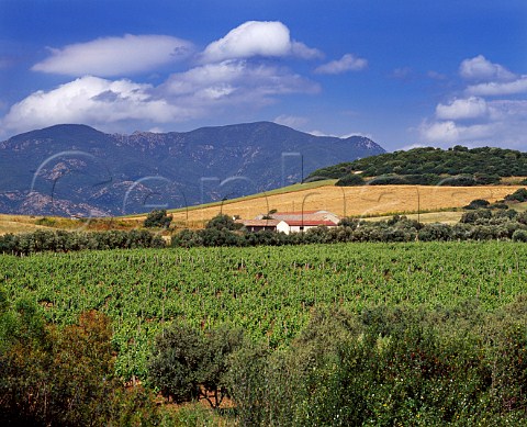 Vineyard and winery of Vigneti Mauritania Santadi Sardinia Italy