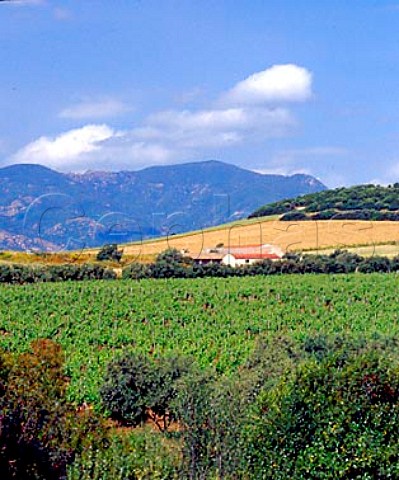 Vineyards and winery of Vigneti Mauritania   Santadi Sardinia Italy