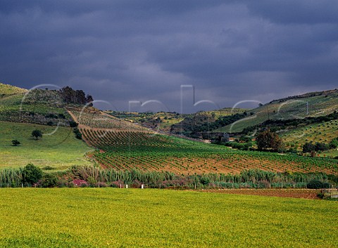 Vineyards of Argiolas viewed over barley field Ssini near Senorb Sardinia Italy