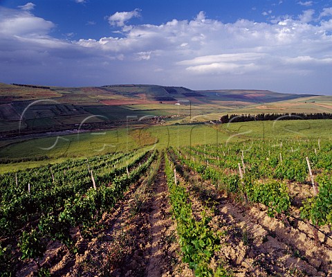 Bingia Beccia vineyard of Argiolas Slegas near Senorb Sardinia Italy