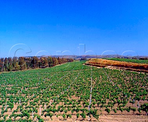 Turriga vineyard of Argiolas near Senorb   Sardinia Italy