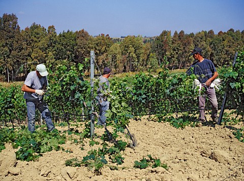 Stripping excess shoots and tying up vines in the Turriga vineyard of Argiolas Near Senorb Sardinia Italy