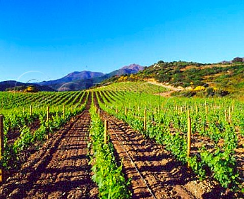 Vineyards at Patrimonio HauteCorse Corsica   France   AC Patrimonio