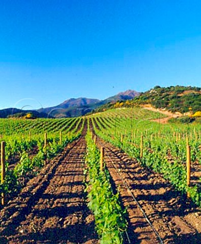 Vineyards at Patrimonio HauteCorse Corsica   France   AC Patrimonio