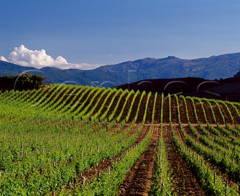 Vineyard at Patrimonio HauteCorse Corsica   France   AC Patrimonio