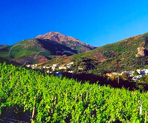 Vineyards below village of Patrimonio HauteCorse   Corsica France   AC Patrimonio