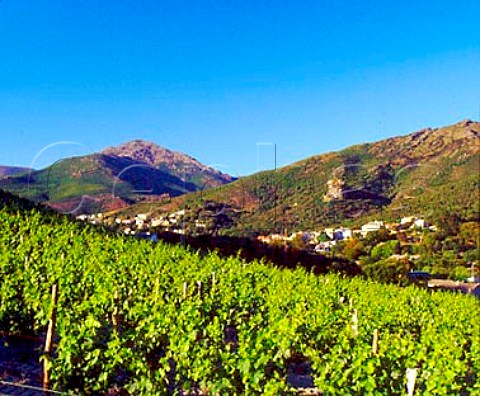 Vineyards below village of Patrimonio HauteCorse   Corsica France   AC Patrimonio