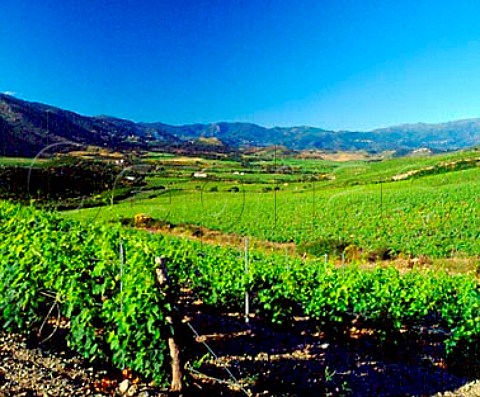 Vineyards between Patrimonio and StFlorent   HauteCorse Corsica France  AC Patrimonio
