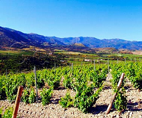 Vineyards between Patrimonio and StFlorent   HauteCorse Corsica France  AC Patrimonio